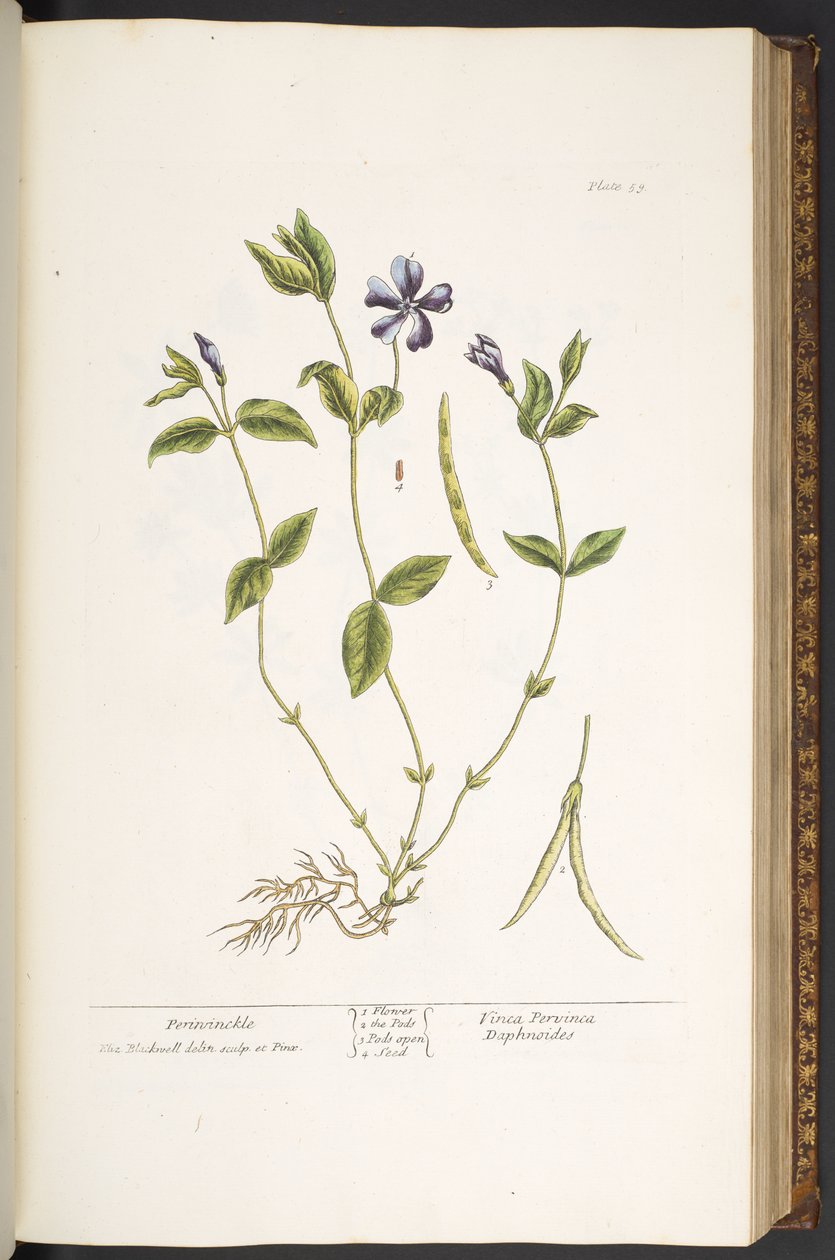 Tallerken 59, Periwinkle, fra 