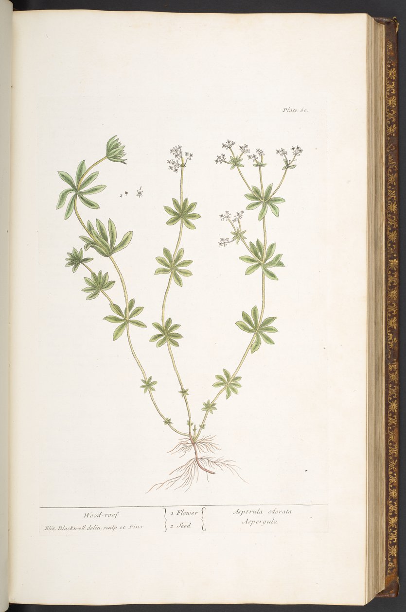 Plate 60, tretak fra 
