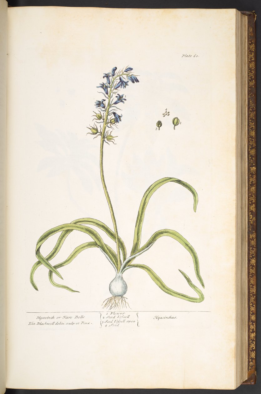 Plate 61, Hyacinth eller Hare Bells, fra 'A Curious Herbal' av Elizabeth Blackwell