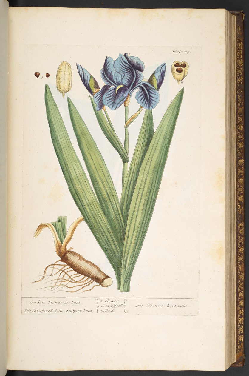 Tallerken 69, Garden Flower-de-Luce, fra 