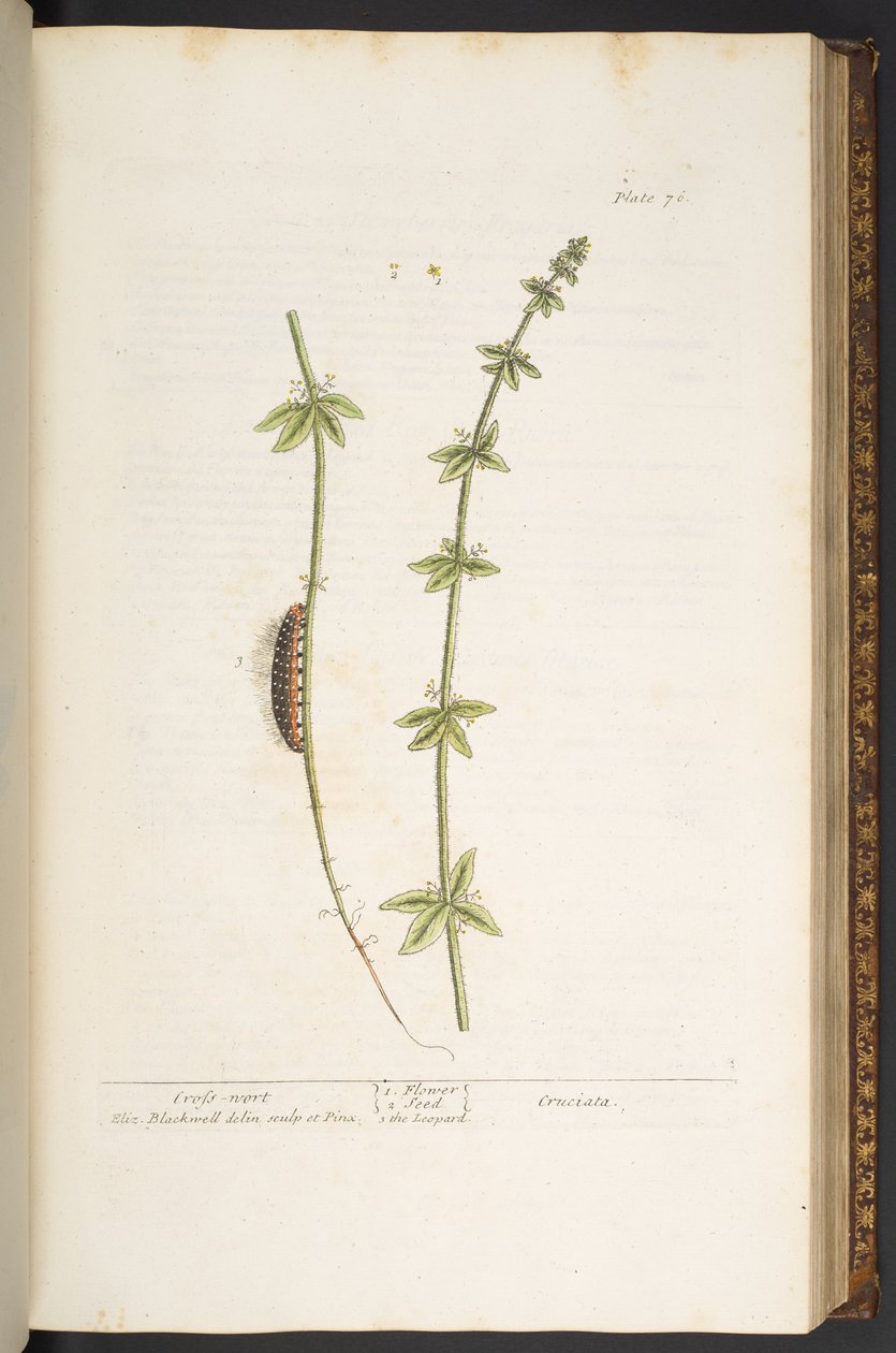 Tallerken 76, Cross Wort, fra 