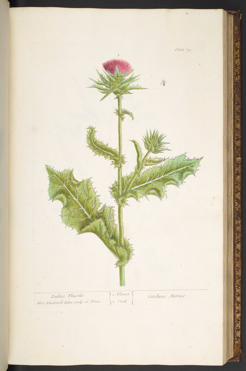 Tallerken 79, Ladies Thistle, fra 'A Curious Herbal' av Elizabeth Blackwell