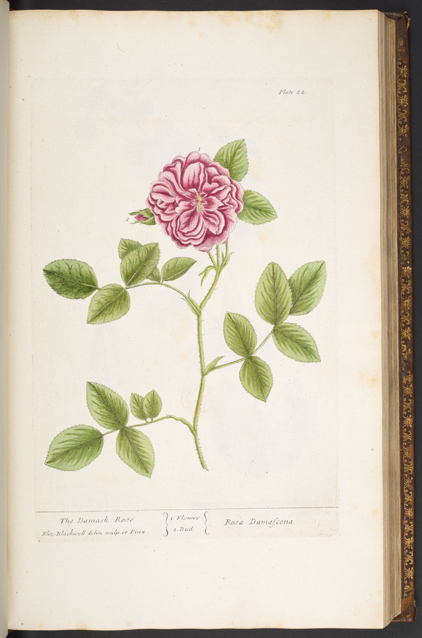 Tallerken 82, Damask Rose, fra 'A Curious Herbal' av Elizabeth Blackwell