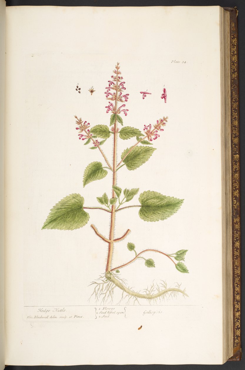 Tallerken 84, fra 'A Curious Herbal' av Elizabeth Blackwell