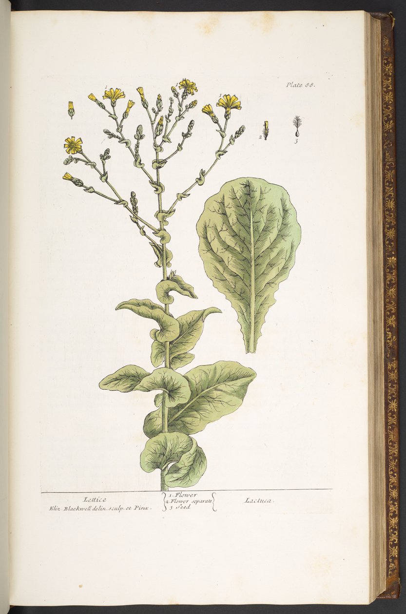 Tallerken 88, fra 'A Curious Herbal' av Elizabeth Blackwell