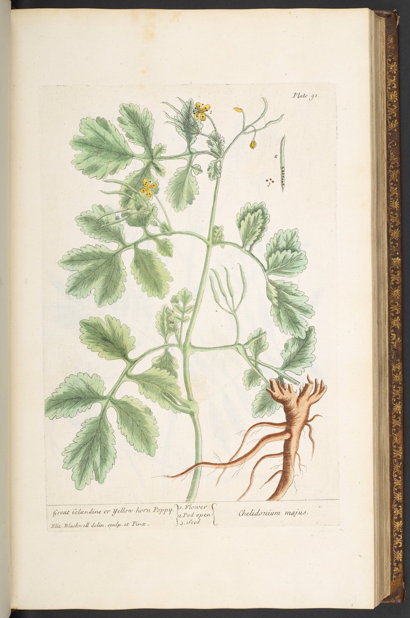 Tallerken 91, Great Celandine, eller Yellow Horn Poppy, fra 