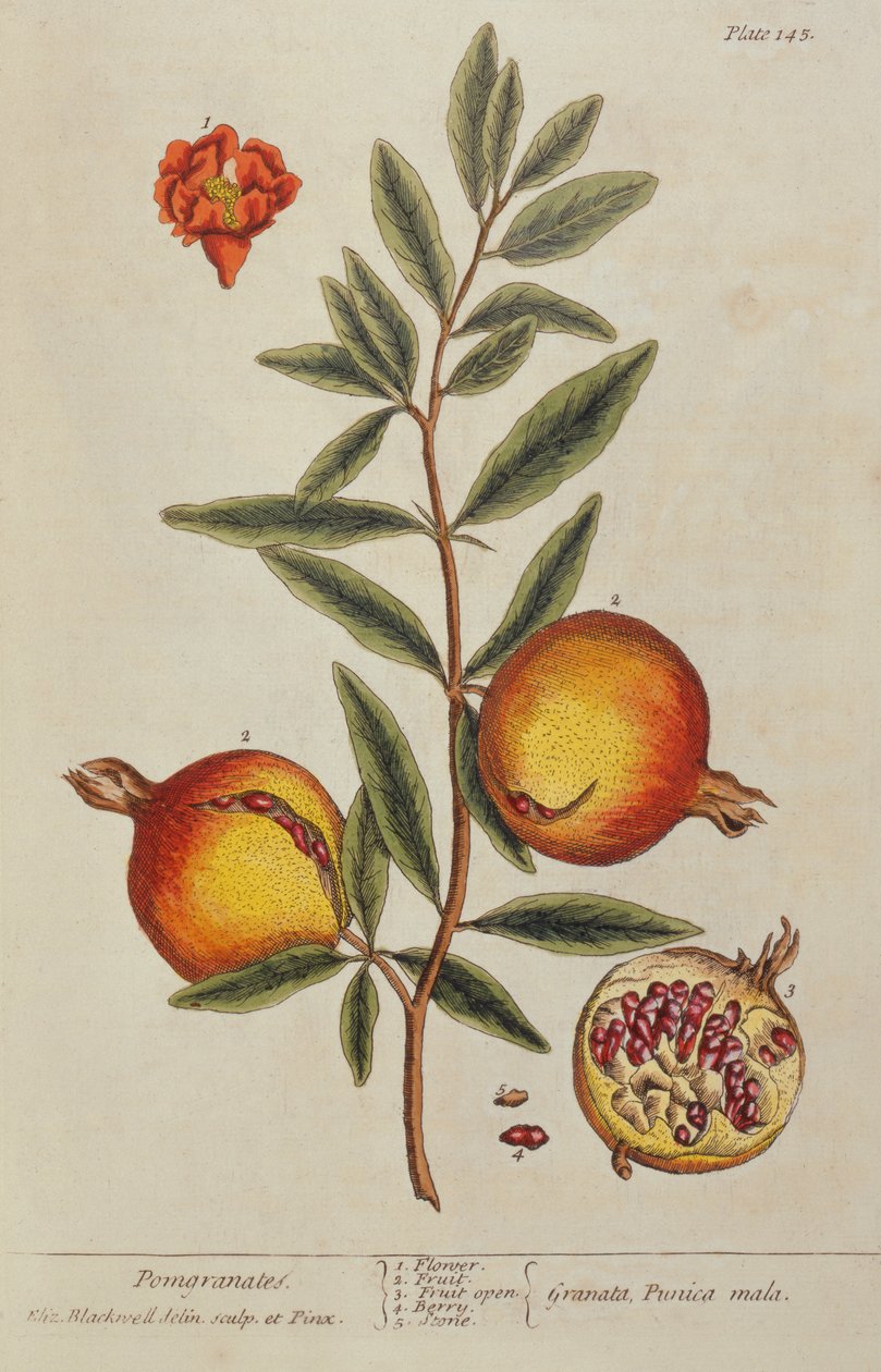 Punica granatum, fra A Curious Herbal, 1782 av Elizabeth Blackwell