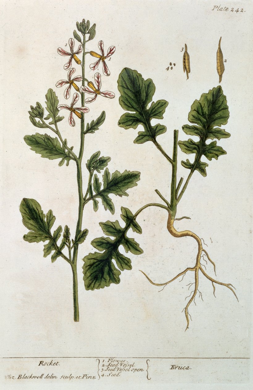 Rocket, plate 242 fra 'A Curious Herbal', utgitt 1782 (fargegravering) av Elizabeth Blackwell