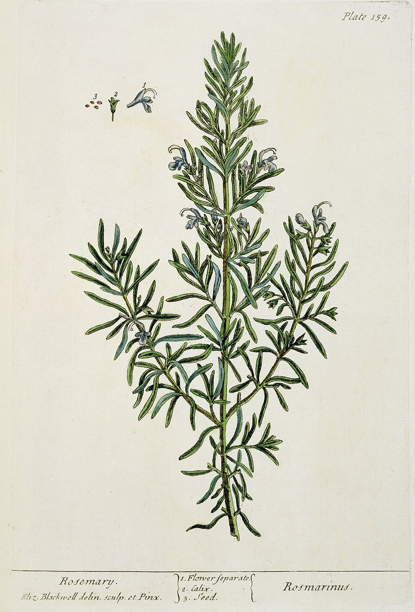 Rosmarinus Officinalis, fra 