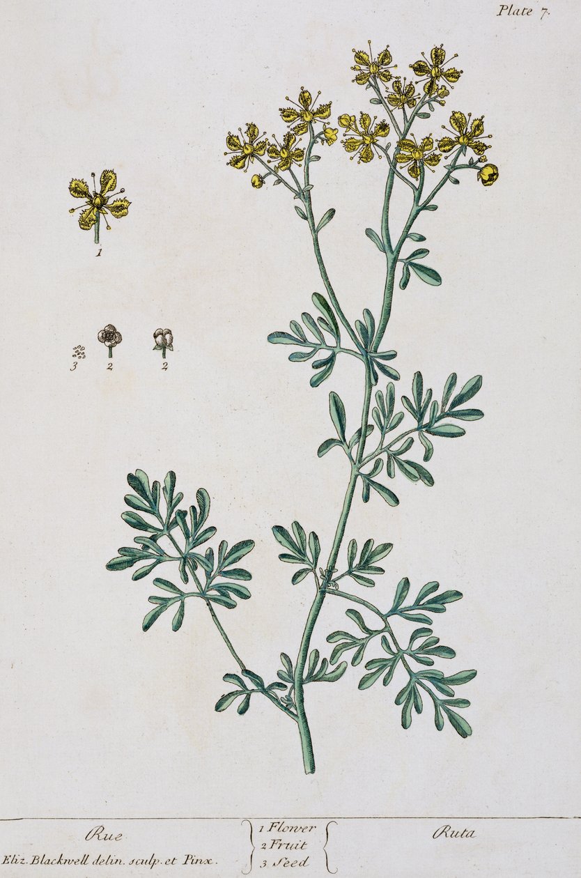 Rue, plate 7 fra 
