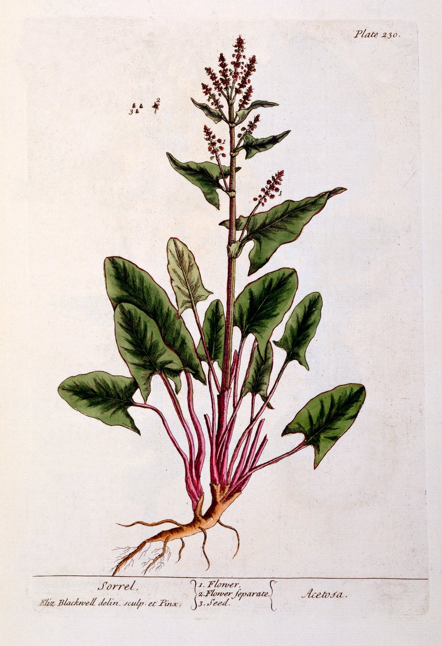 Sorrel, plate 230 fra 