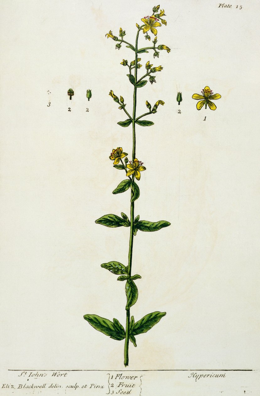 Johannesurt, plate 15 fra 