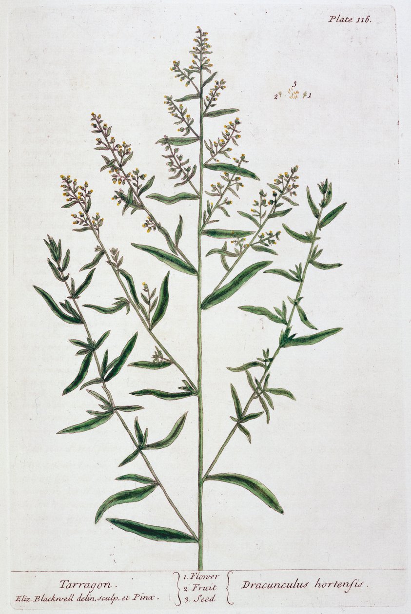 Estragon, 1782 av Elizabeth Blackwell