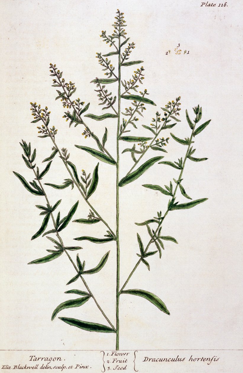 Estragon, plate 116 fra 