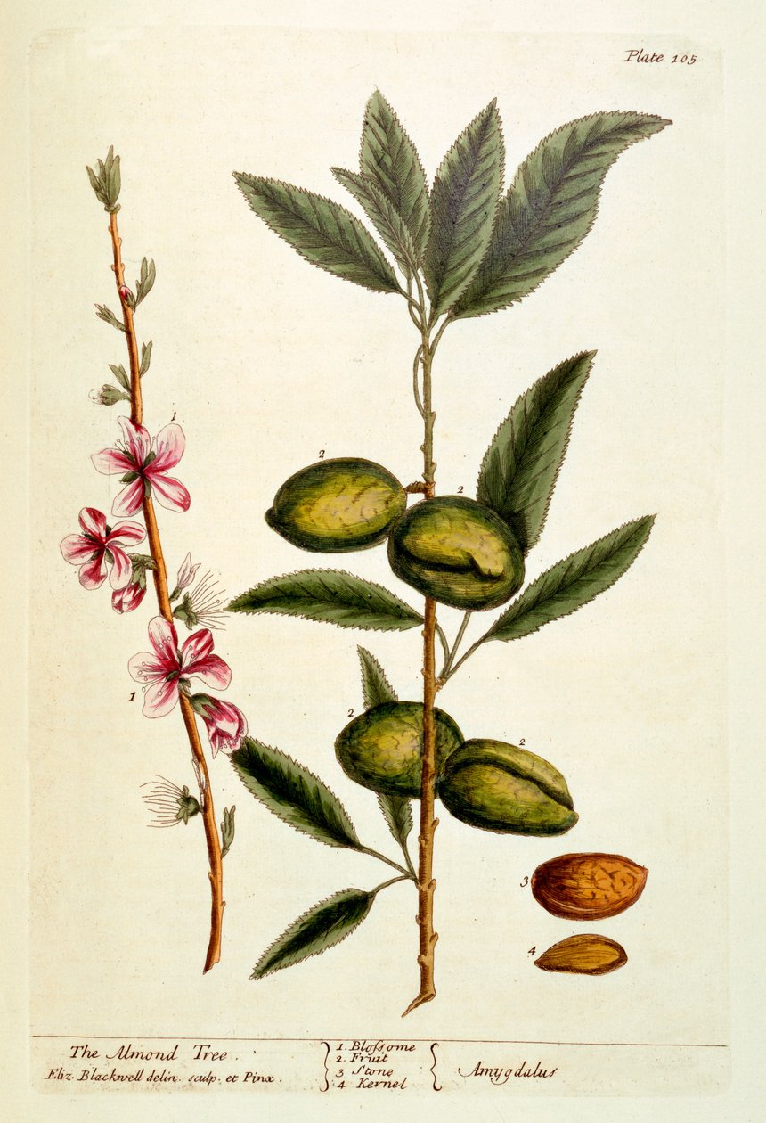 The Almond Tree, plate 105 fra 