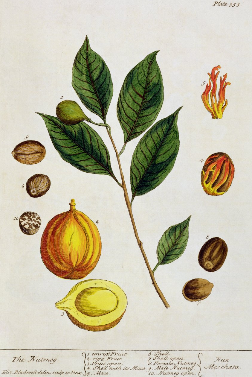 Muskatnøtten, tallerken 353 fra 'A Curious Herbal', utgitt 1782 (fargegravering) av Elizabeth Blackwell