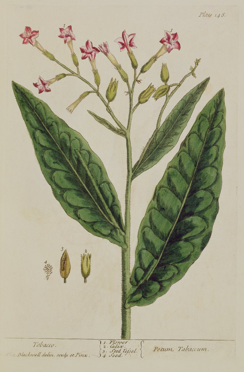Tobakk, tallerken 146 fra 
