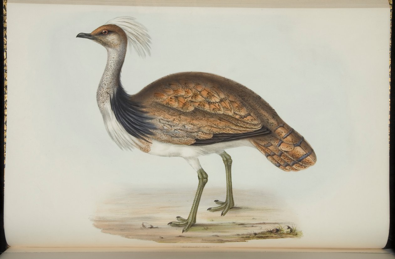 Bustard, fra "The Birds of Europe" av John Gould av Elizabeth Gould