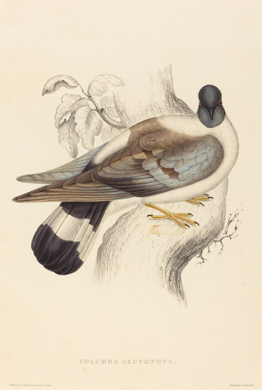 Columba Leuconota (snødue) av Elizabeth Gould
