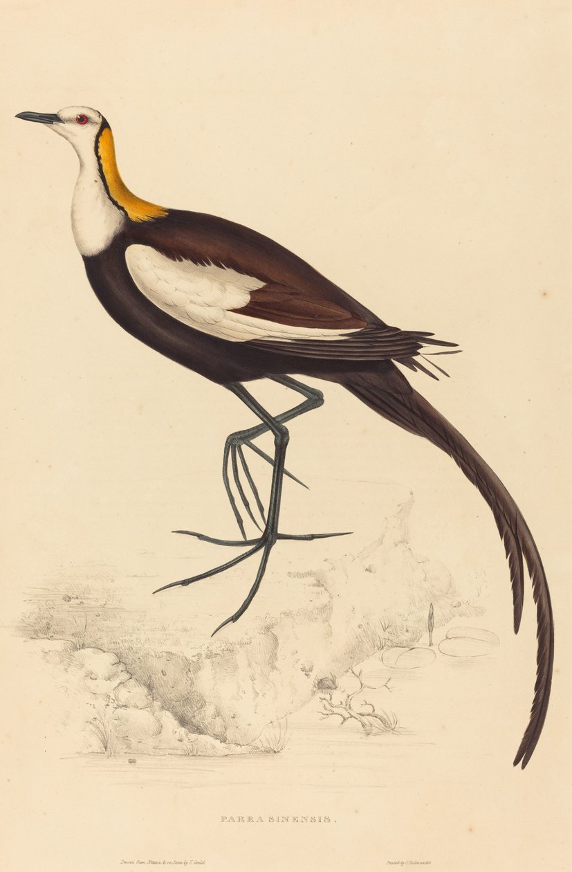 Parra Sinensis (Pheasant-tailed Jacana) av Elizabeth Gould