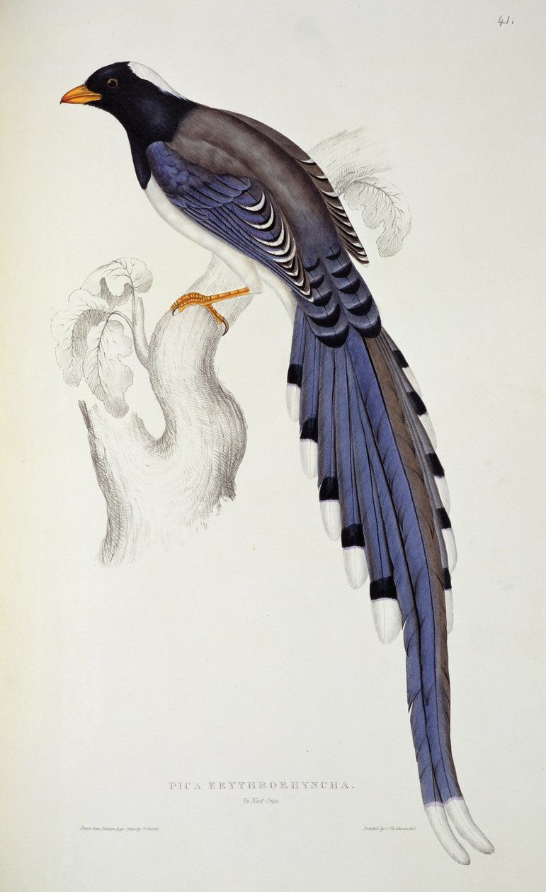 Pica Erythrorhynchos, fra 