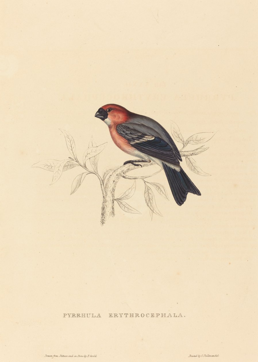 Pyrrhula Erythrocephala (rødhåret oksefink) av Elizabeth Gould