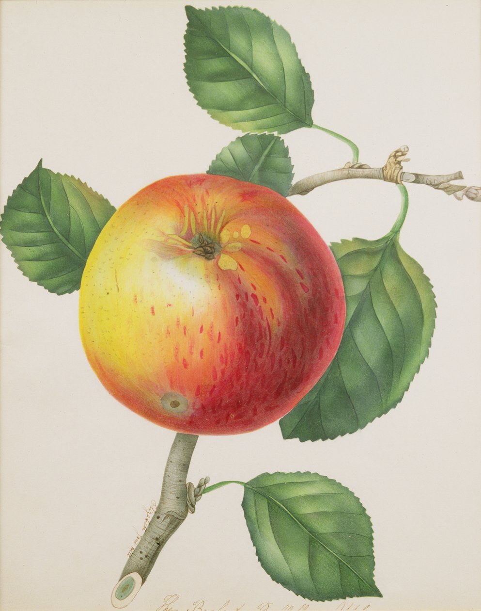 An Apple, ca. 1835 (wc) av Elizabeth Jane Hill