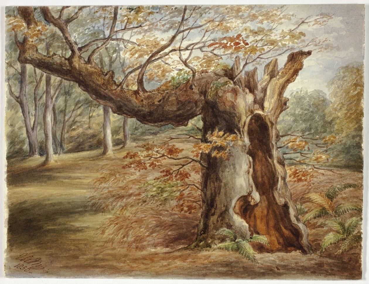 Råttende tre av Elizabeth Murray