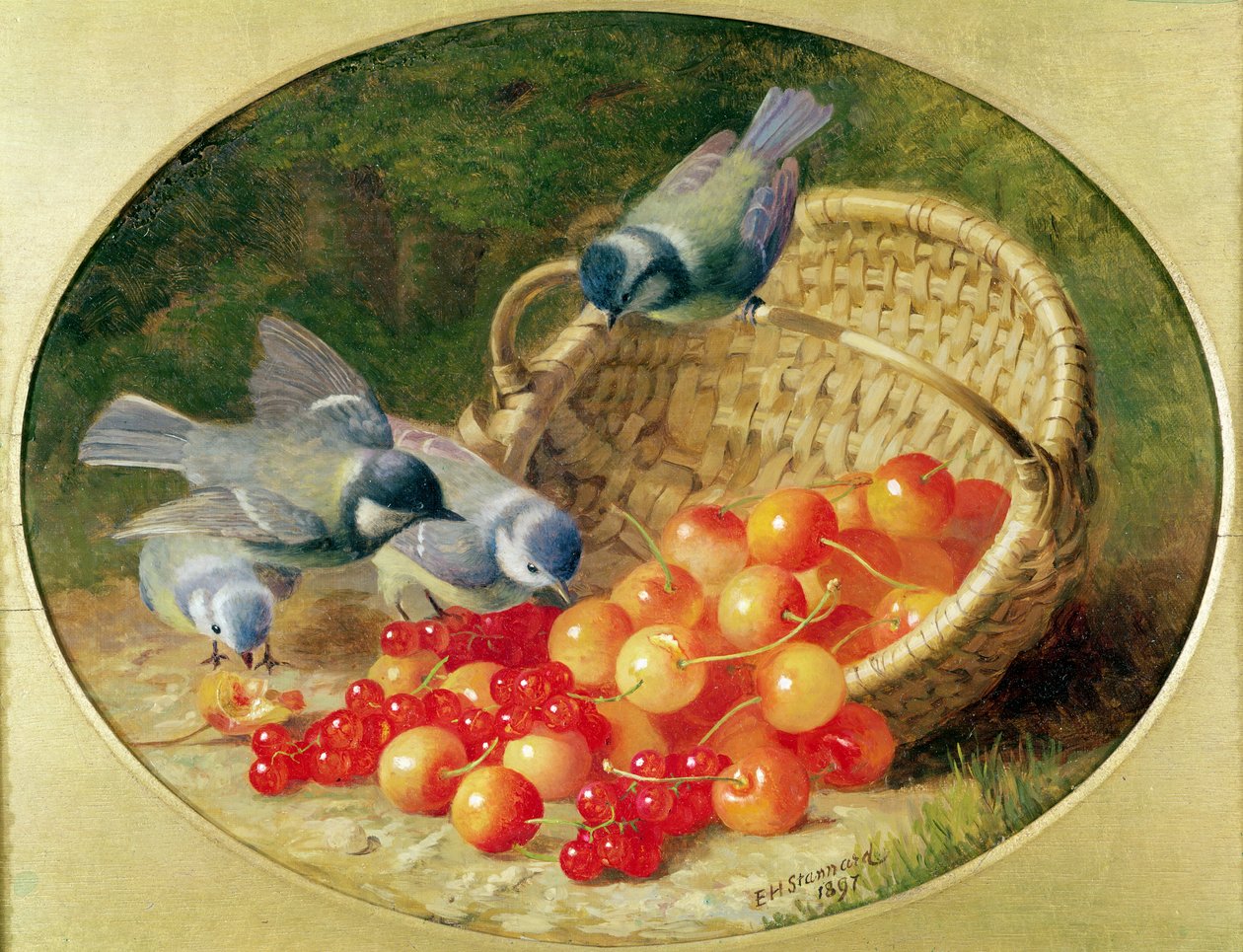 Blåmeisen hakker på kirsebær, 1897 av Eloise Harriet Stannard