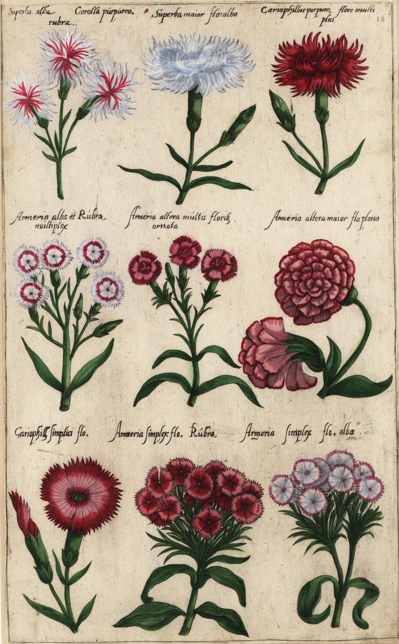 Ulike varianter av nellik, Dianthus caryophyllus av Emanuel Sweert