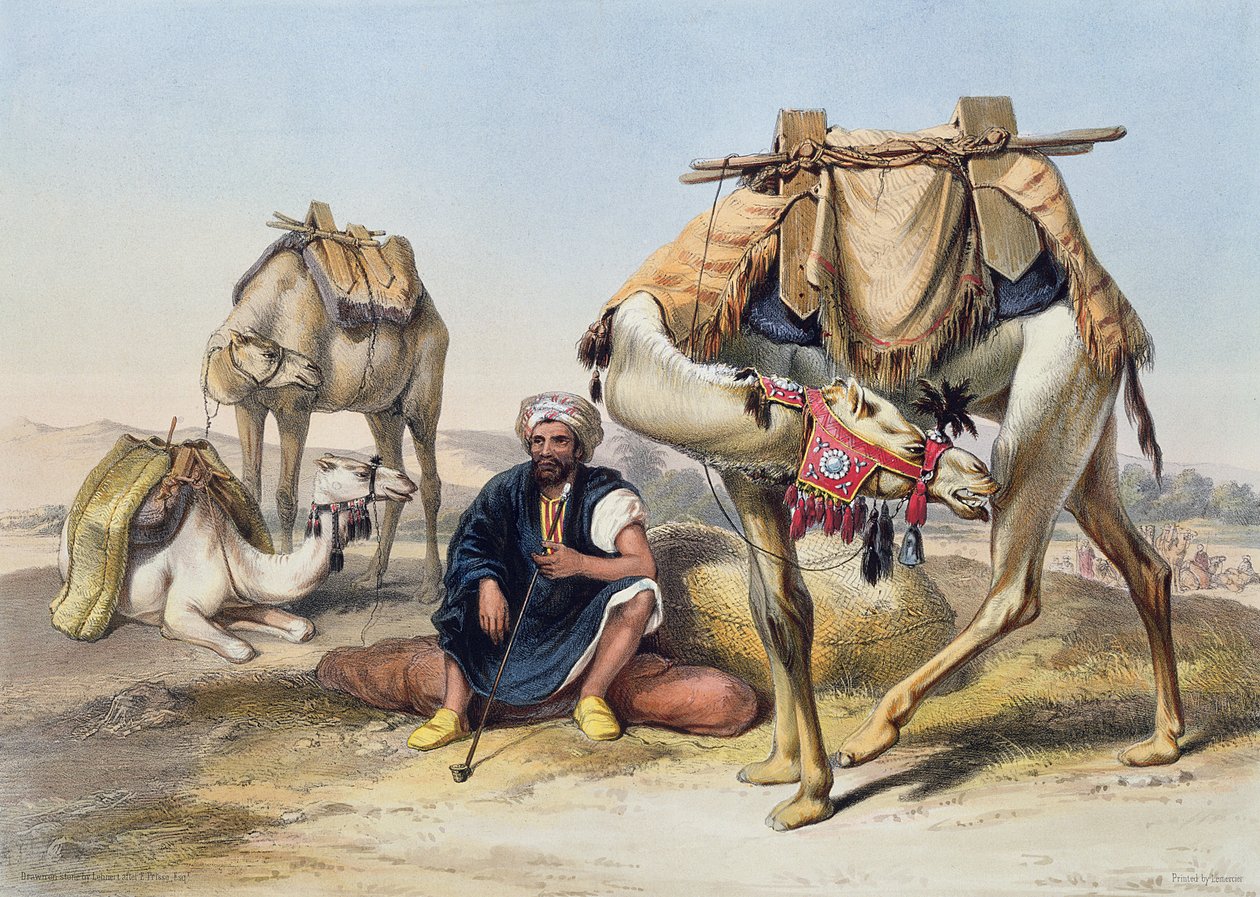 Kameler hviler i Sherkiyeh, Land of Goshen, illustrasjon fra 