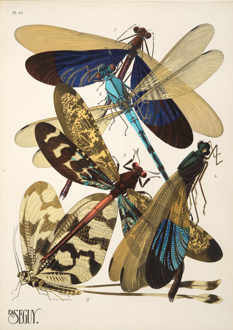 Tallerken 10 fra Insectes, pub. 1930-tallet (pochoir-trykk) av Émile Allain Séguy