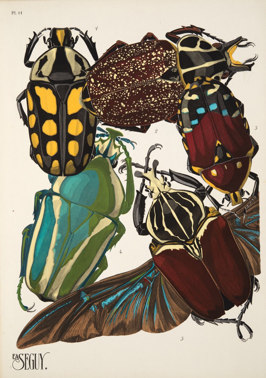 Tallerken 11 fra Insectes, pub. 1930-tallet (pochoir-trykk) av Émile Allain Séguy