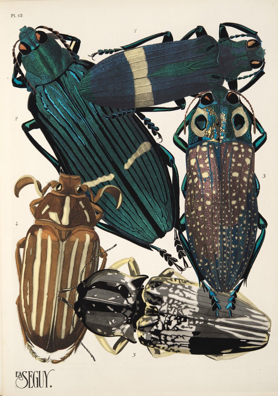 Tallerken 13 fra Insectes, pub. 1930-tallet (pochoir-trykk) av Émile Allain Séguy