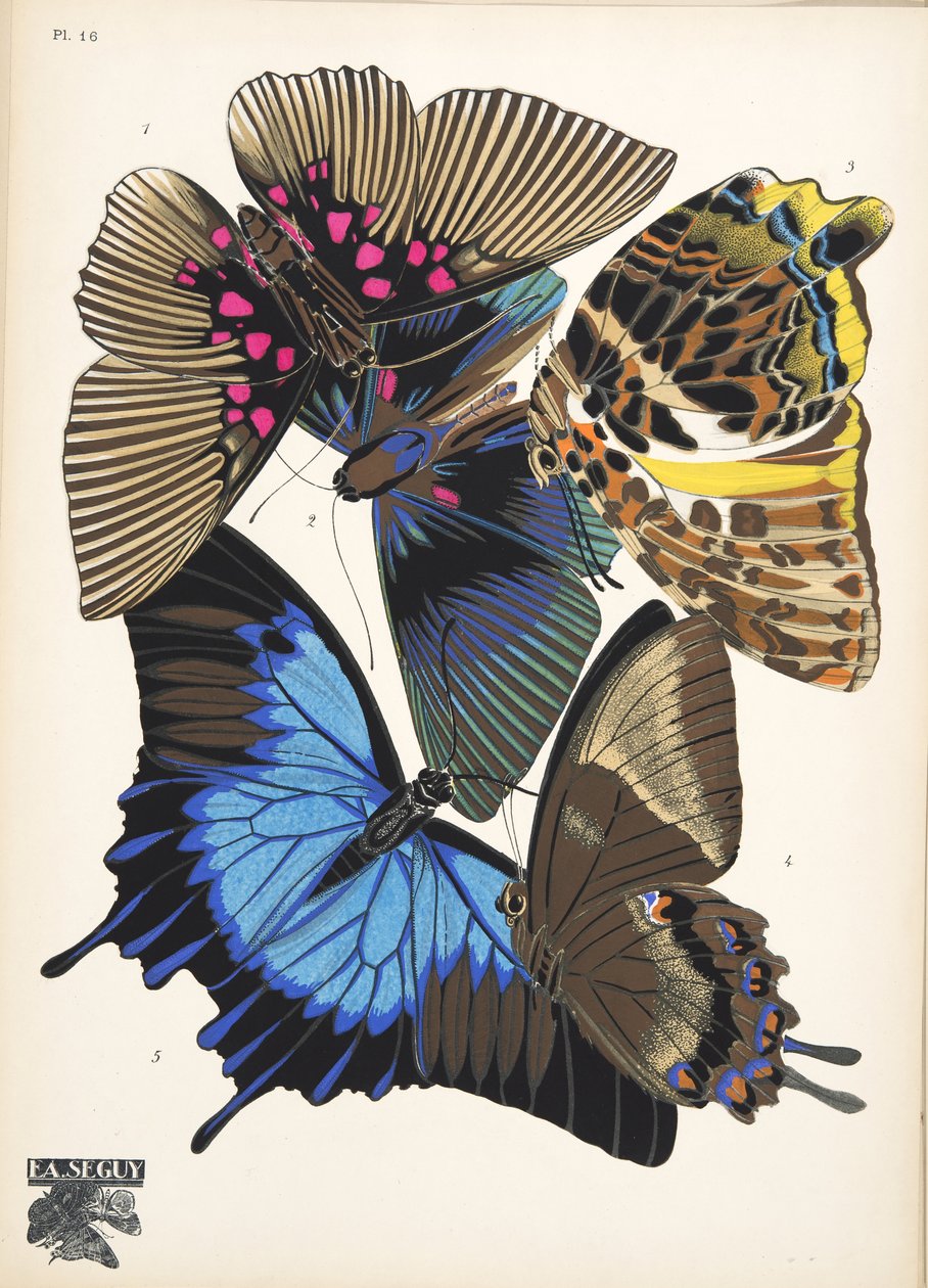 Tallerken 16, fra Butterflies, pub. 1925 (stensiltrykk) av Émile Allain Séguy