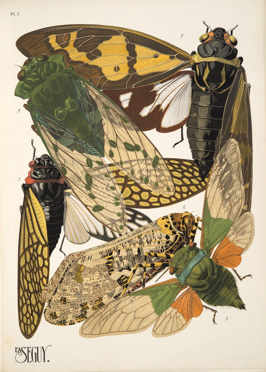Tallerken 2 fra Insectes, pub. 1930-tallet (pochoir-trykk) av Émile Allain Séguy