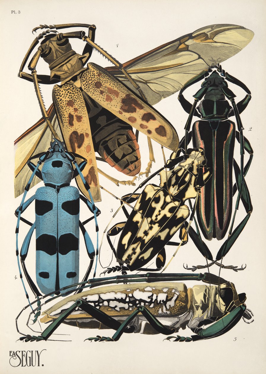 Tallerken 3 fra Insectes, pub. 1930-tallet (pochoir-trykk) av Émile Allain Séguy