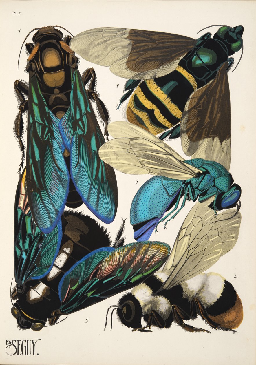 Tallerken 5 fra Insectes, pub. 1930-tallet (pochoir-trykk) av Émile Allain Séguy