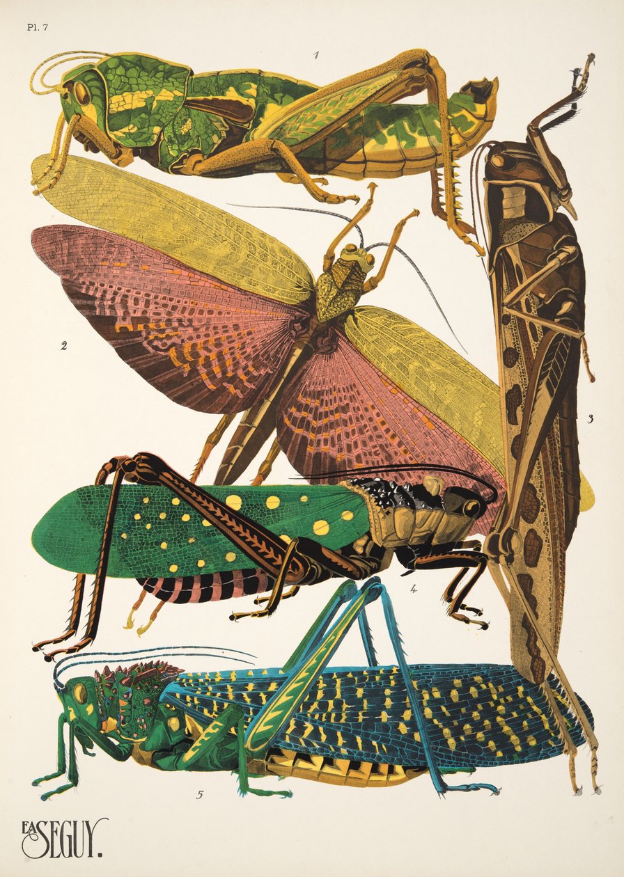 Tallerken 7 fra Insectes, pub. 1930-tallet (pochoir-trykk) av Émile Allain Séguy