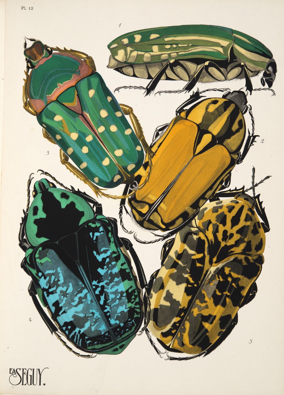 Tallerken 12 fra Insectes, pub. 1930-tallet (pochoir-trykk) av Émile Allain Séguy