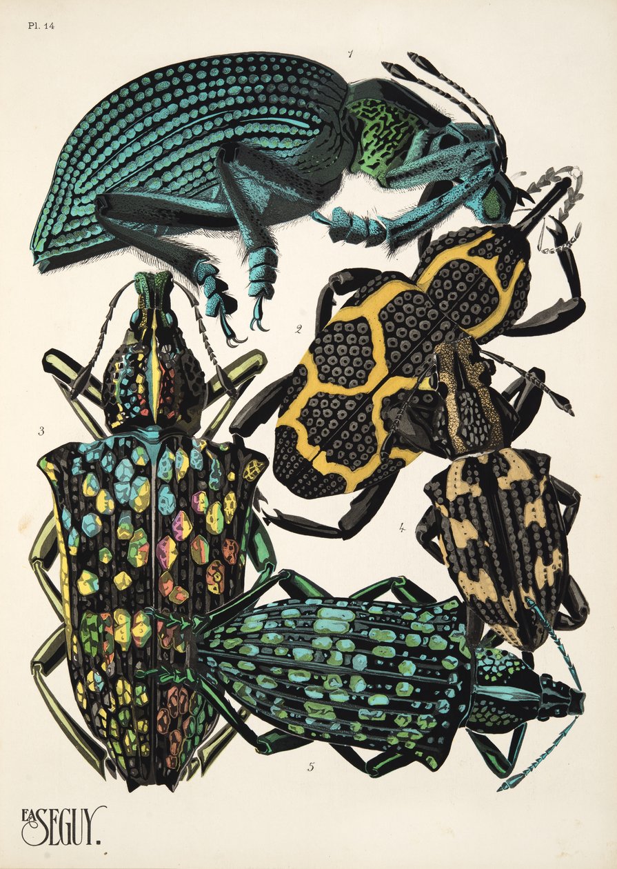 Tallerken 14 fra Insectes, pub. 1930-tallet (pochoir-trykk) av Émile Allain Séguy