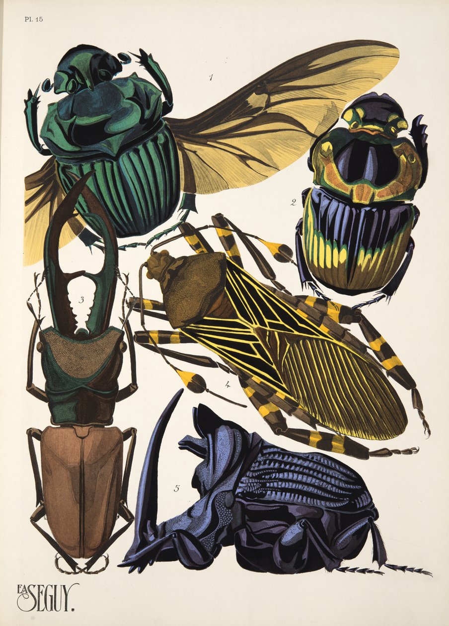 Tallerken 15 fra Insectes, pub. 1930-tallet (pochoir-trykk) av Émile Allain Séguy