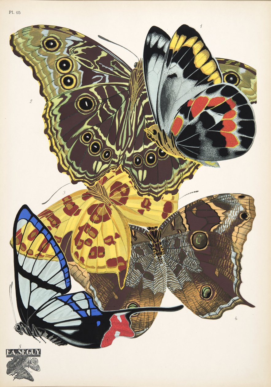 Tallerken 15, fra Butterflies, pub. 1925 (stensiltrykk) av Émile Allain Séguy