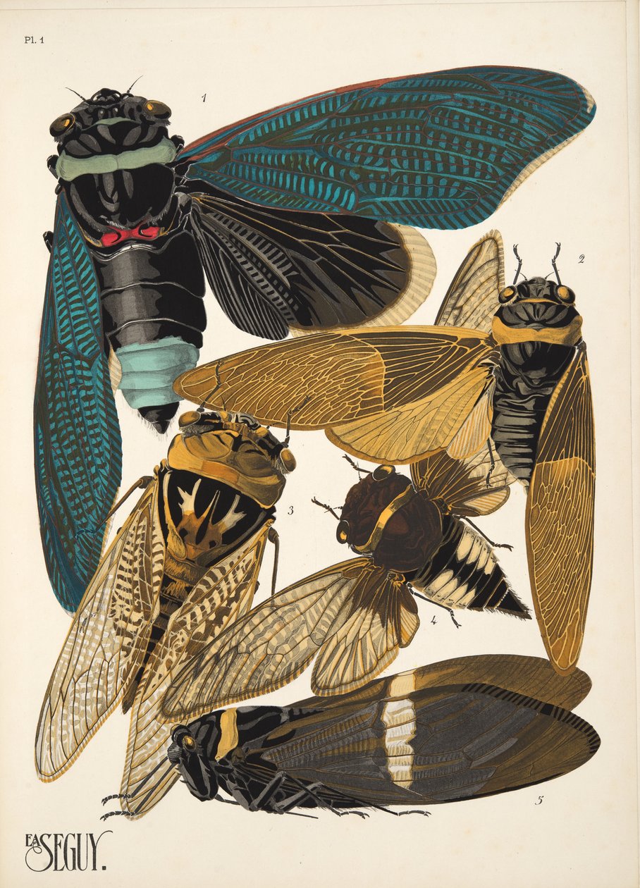 Tallerken 1 fra Insectes, pub. 1930-tallet (pochoir-trykk) av Émile Allain Séguy