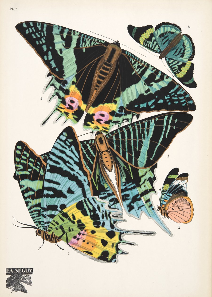 Tallerken 7, fra Butterflies, pub. 1925 (stensiltrykk) av Émile Allain Séguy
