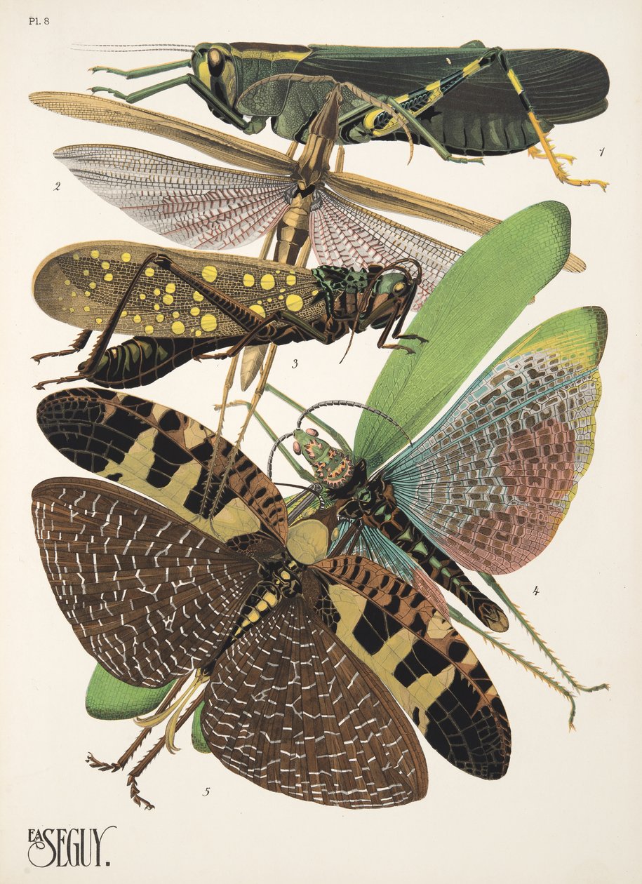 Tallerken 8 fra Insectes, pub. 1930-tallet (pochoir-trykk) av Émile Allain Séguy