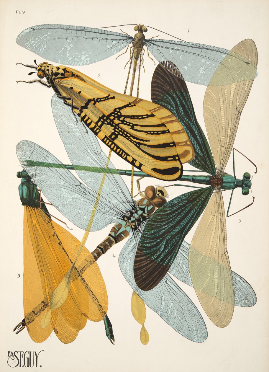 Tallerken 9 fra Insectes, pub. 1930-tallet (pochoir-trykk) av Émile Allain Séguy