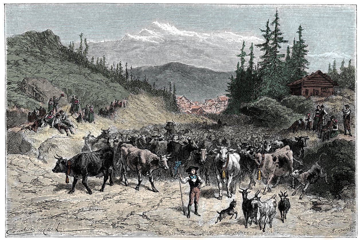 Alpene: jodel eller avgang flokker (kyr, geiter) mot beitemarkene. Illustrasjon av Emile Bayard for boken Les Montagnes d