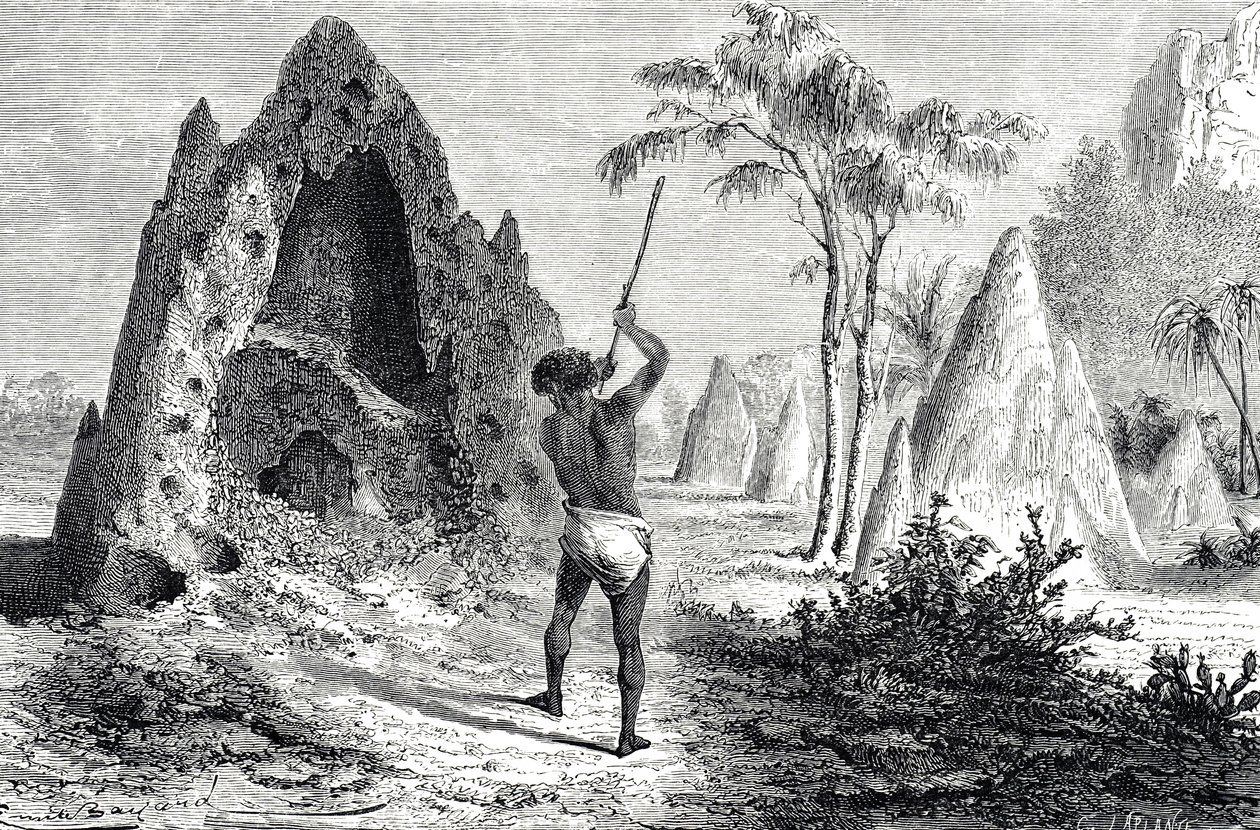Nett av de hvite maurene, termitter (gravering) av Emile Antoine Bayard