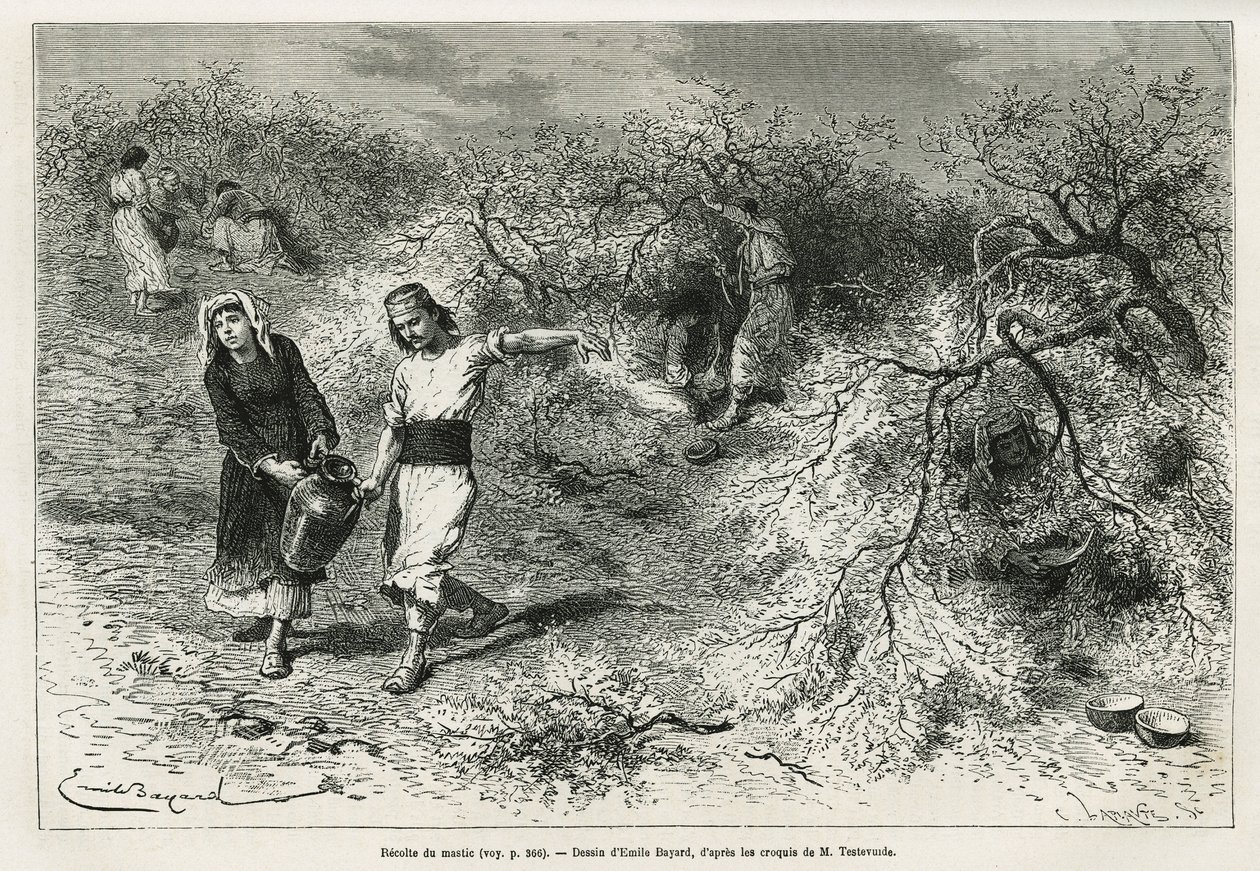 Samlingen av kitt, en hvit harpiks av lentis, i sommersesongen, er grunnlaget for fremstillingen av en anisbrandy, tegning av Emile Bayard, for å illustrere historien "Chio Island" (Øst-Tyrkia), i 1877, av Dr. A. Testevuide. Gravering i Le av Emile Antoine Bayard